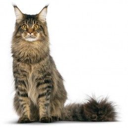 Royal Canin Maine Coon Adult Ração Seca para Gatos Adultos de raça Royal Canin Maine Coon Adult Ração Seca para Gatos Adultos de raça