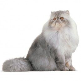 Royal Canin Persian Adult Alimento Húmido em Patê para Gatos de Raça Adultos Royal Canin Persian Adult Alimento Húmido em Patê para Gatos de Raça Adultos